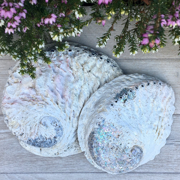 Abalone Shell with Stand (Large)